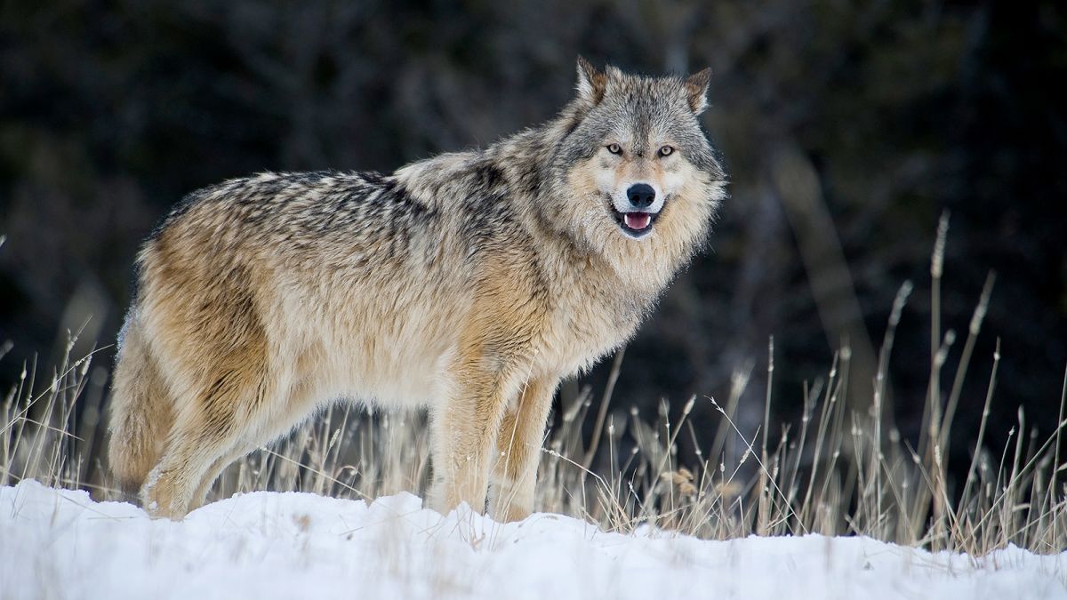 graywolf